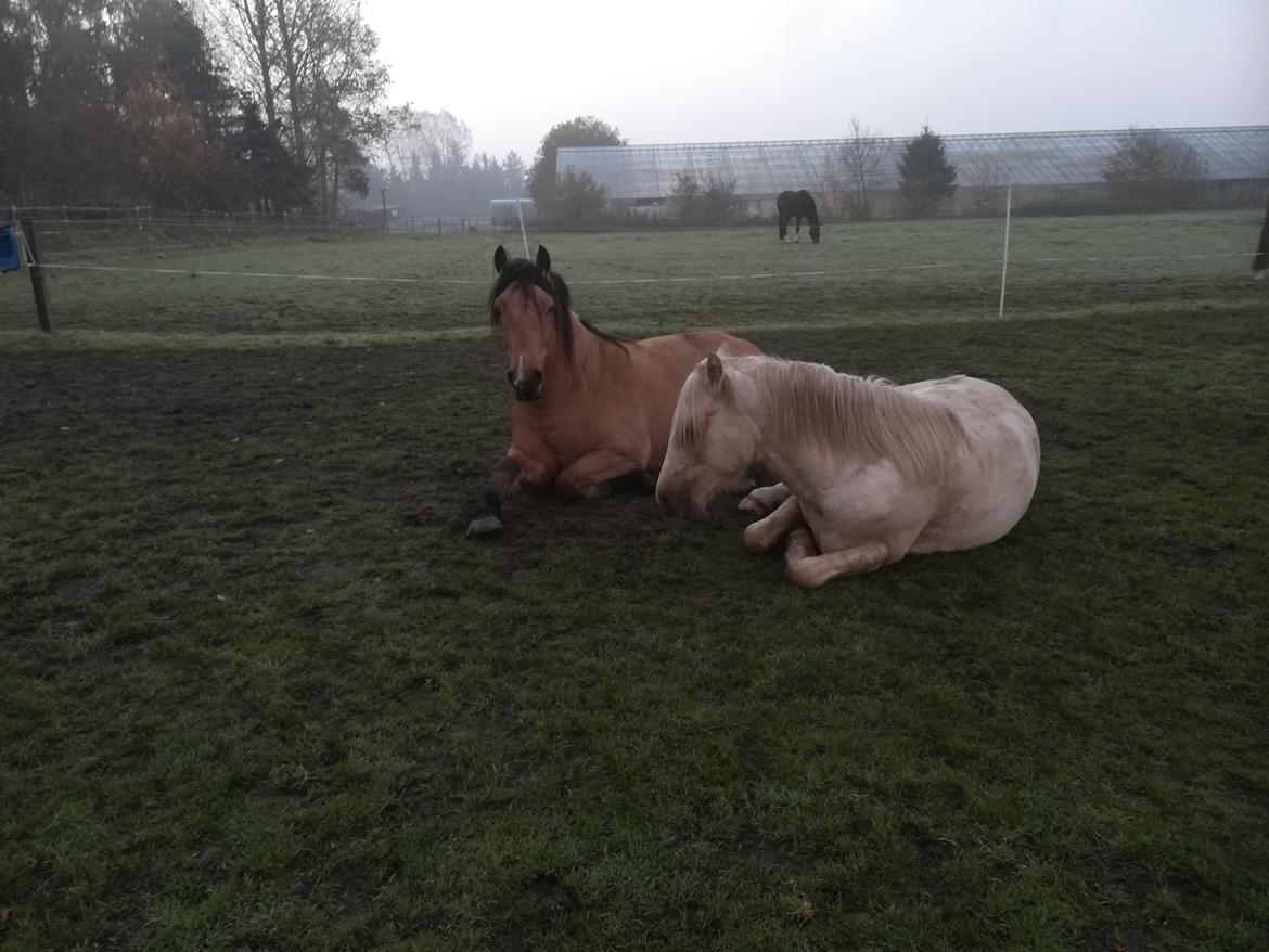 Welsh Cob (sec D) Mr. Rosario billede 7