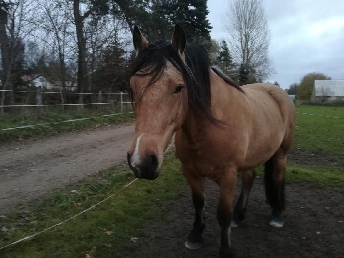 Welsh Cob (sec D) Mr. Rosario billede 8