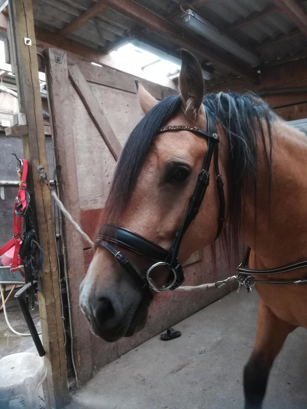 Welsh Cob (sec D) Mr. Rosario billede 5