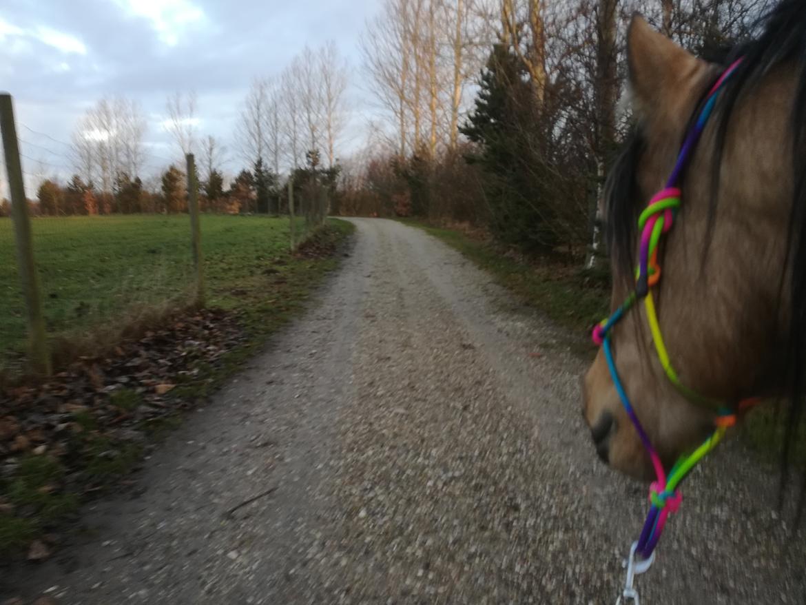 Welsh Cob (sec D) Mr. Rosario billede 9