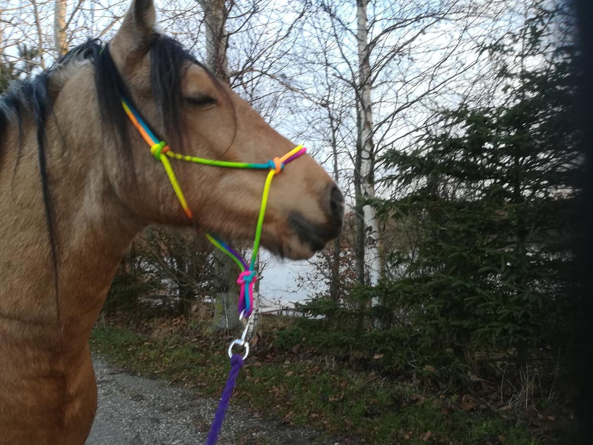 Welsh Cob (sec D) Mr. Rosario billede 10