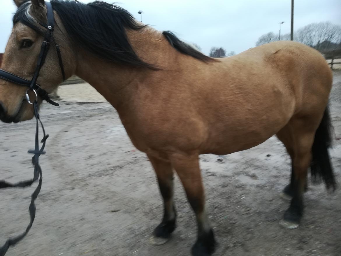 Welsh Cob (sec D) Mr. Rosario billede 11