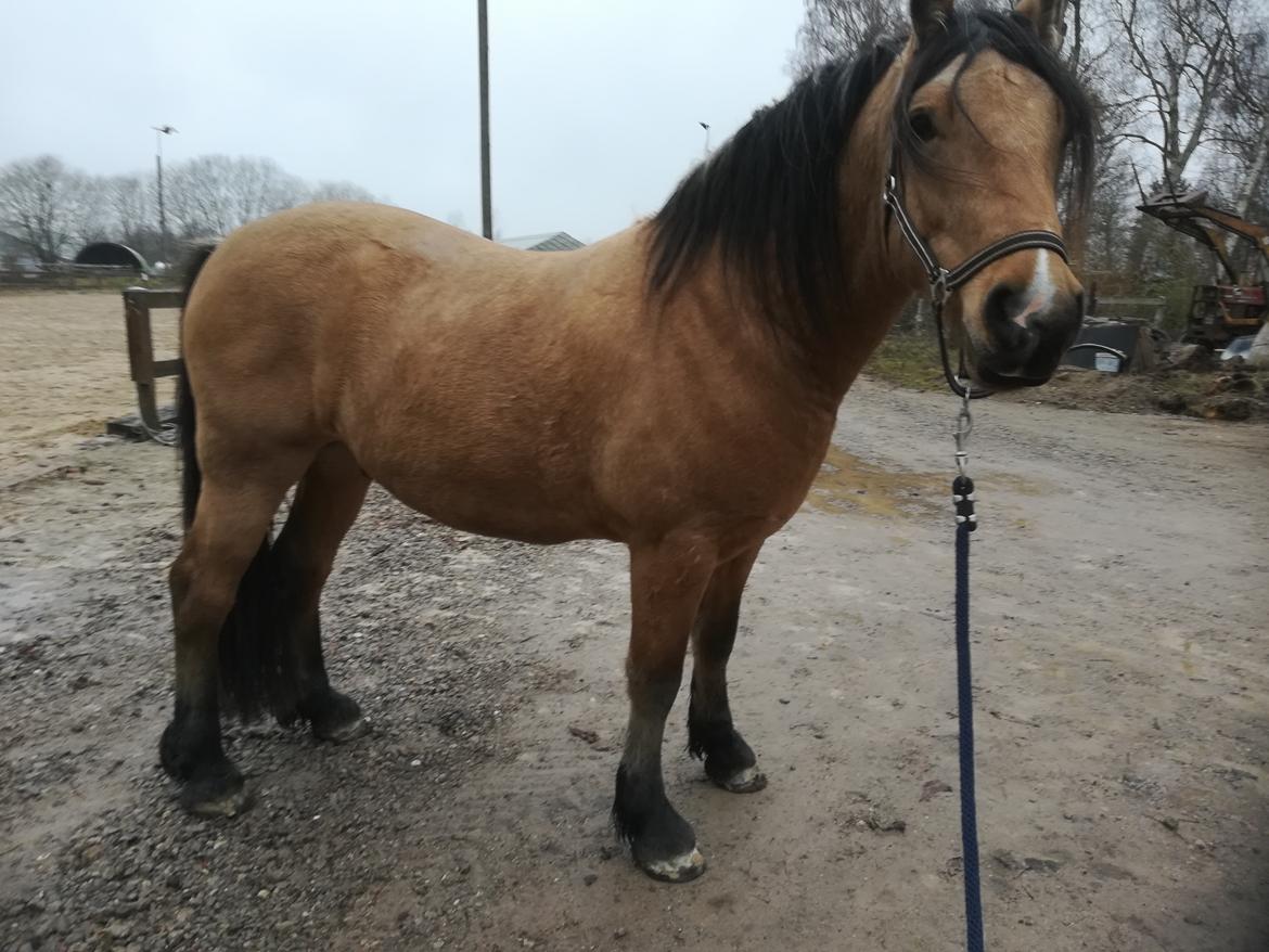 Welsh Cob (sec D) Mr. Rosario billede 1