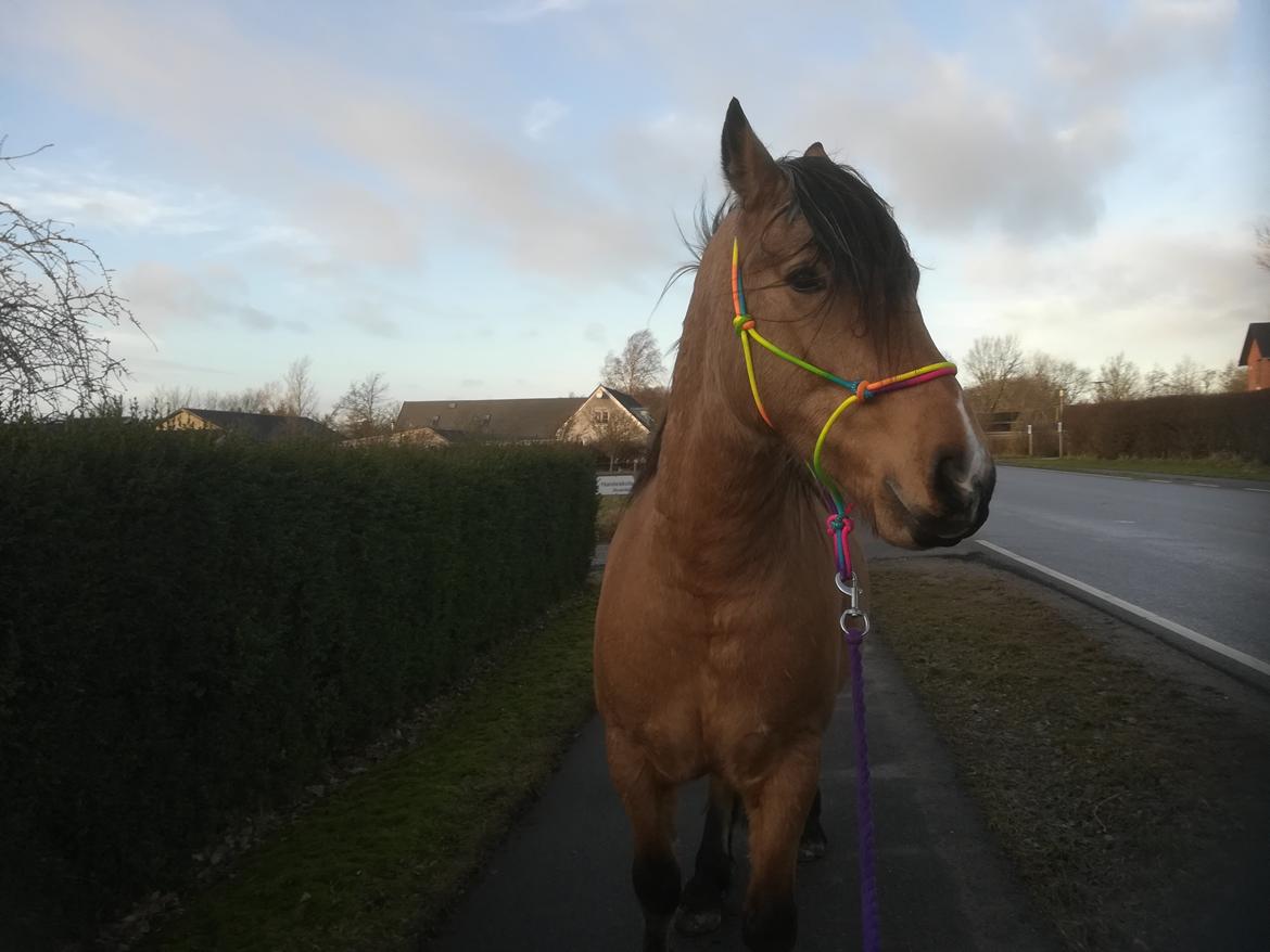 Welsh Cob (sec D) Mr. Rosario billede 13