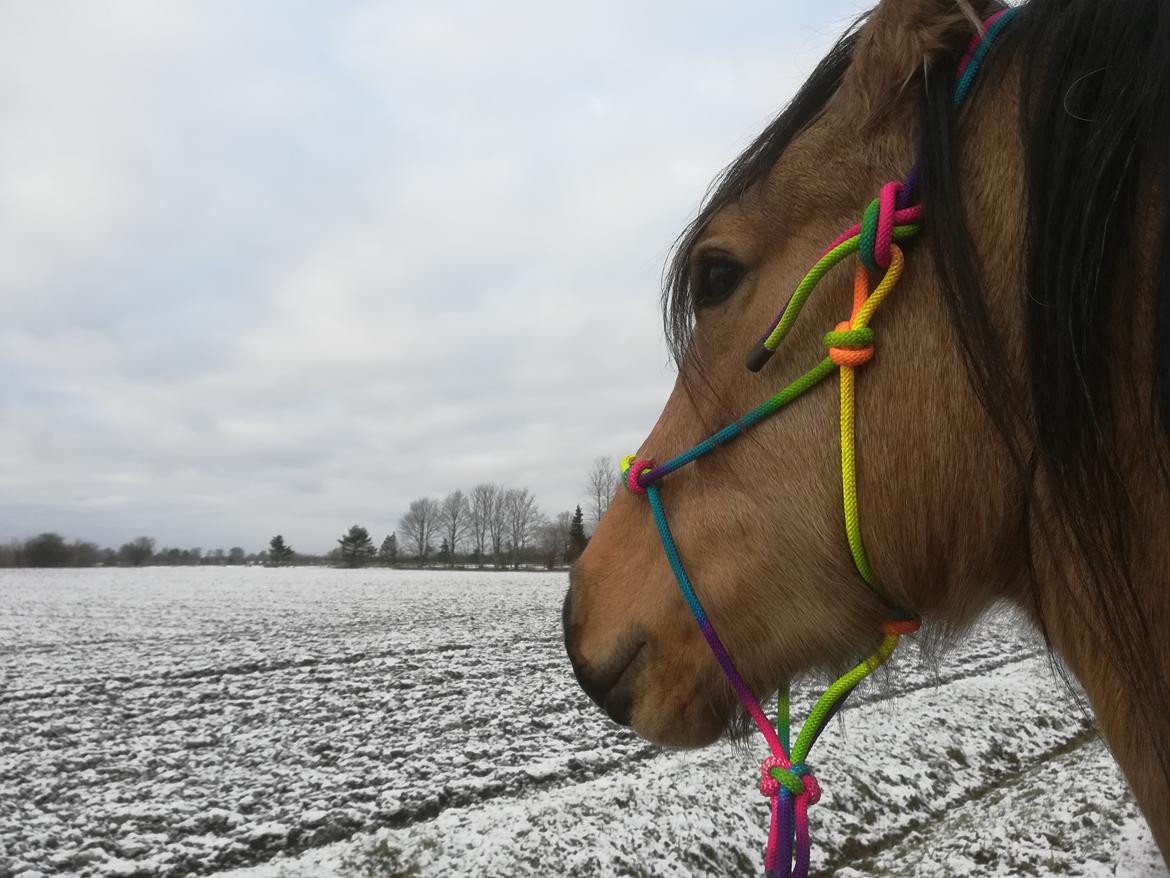 Welsh Cob (sec D) Mr. Rosario billede 12
