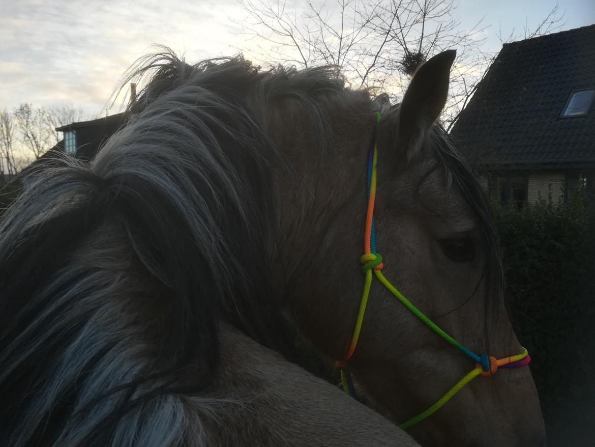 Welsh Cob (sec D) Mr. Rosario billede 14