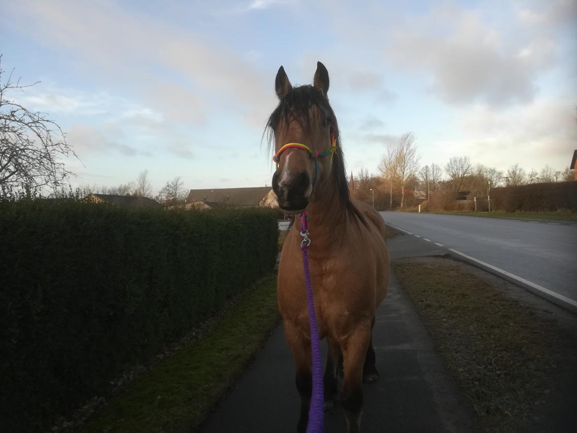 Welsh Cob (sec D) Mr. Rosario billede 2