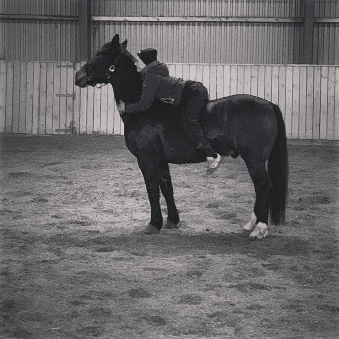 Anden særlig race Bølle. billede 14