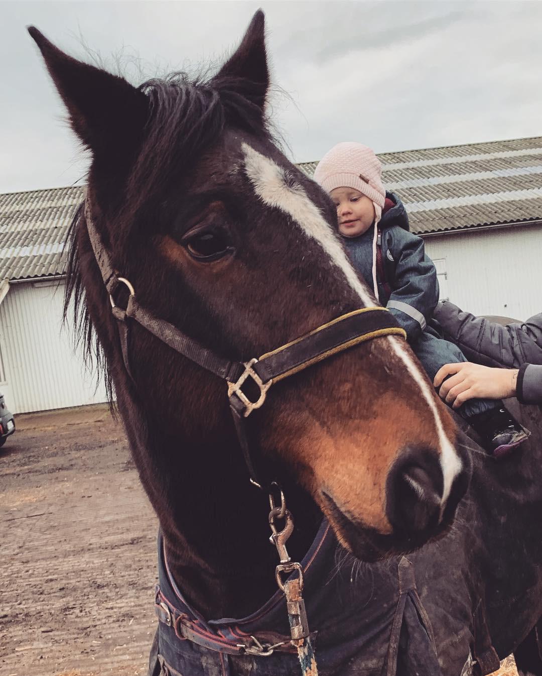 Anden særlig race Bølle. billede 16