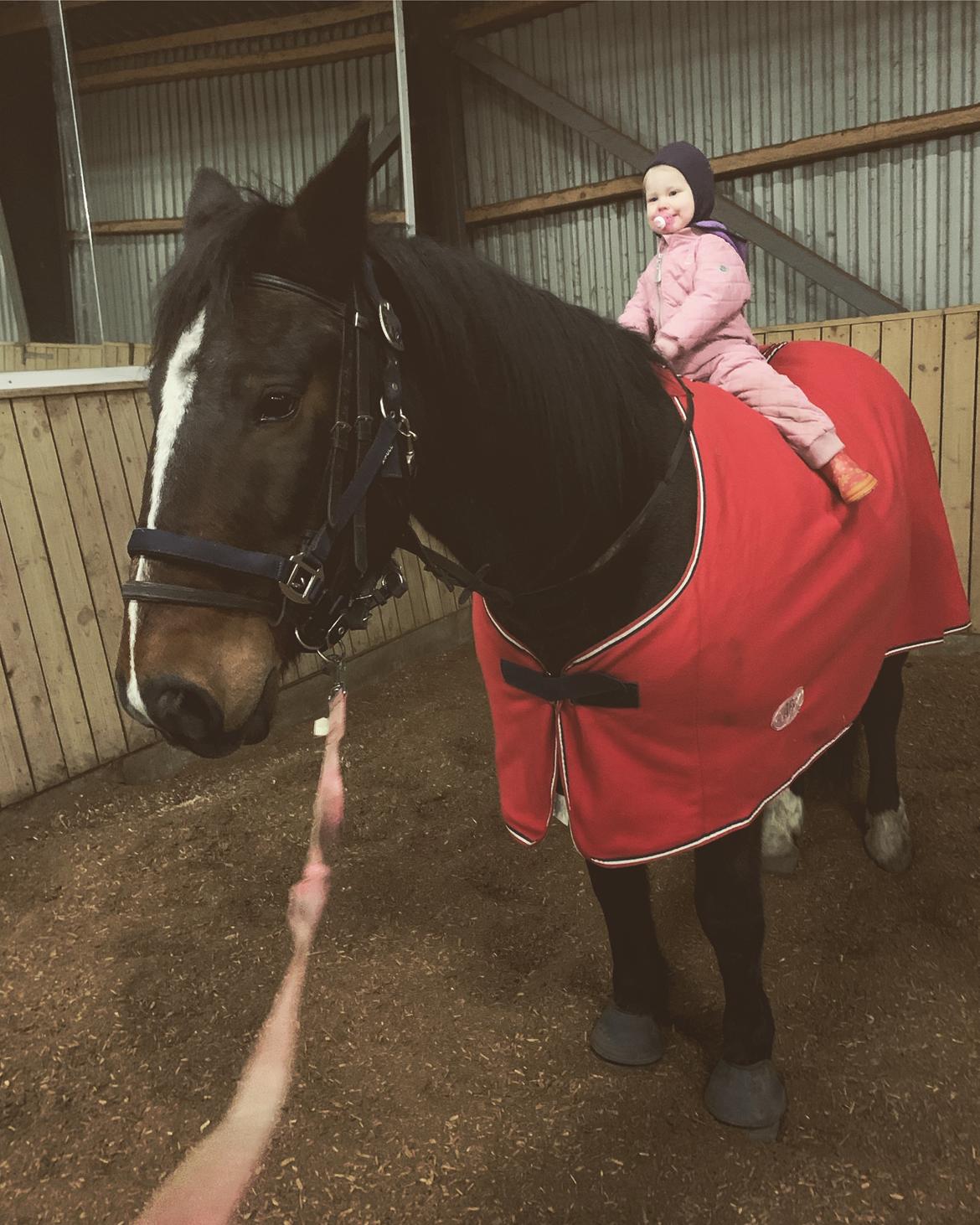 Anden særlig race Bølle. billede 9