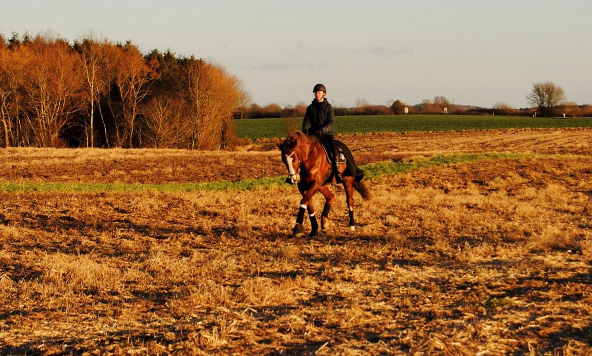 Dansk Varmblod Bastholmmølles Diablo billede 12