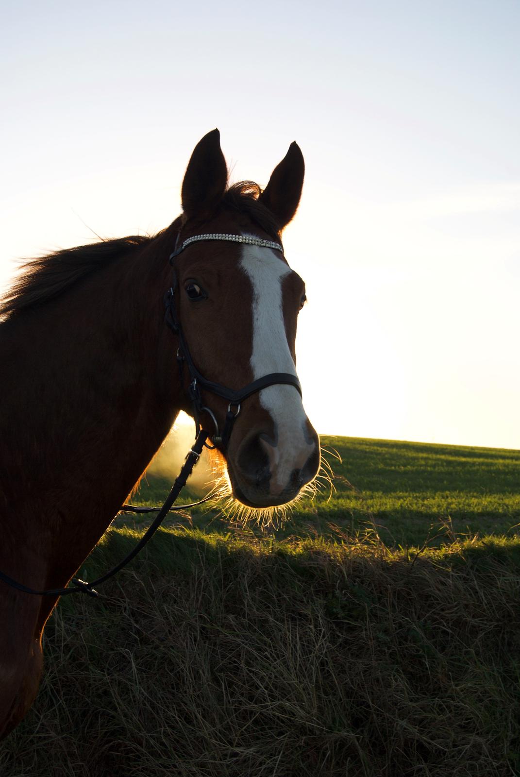 Dansk Varmblod Bastholmmølles Diablo billede 13