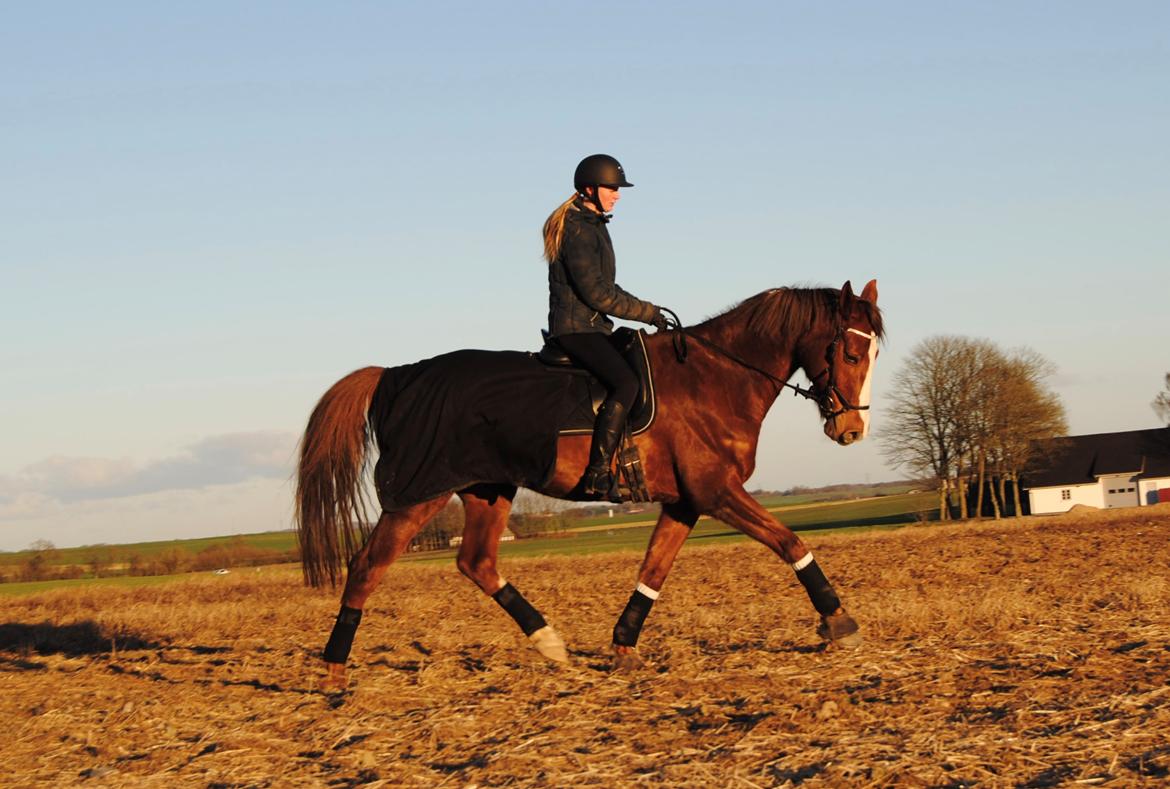 Dansk Varmblod Bastholmmølles Diablo billede 1