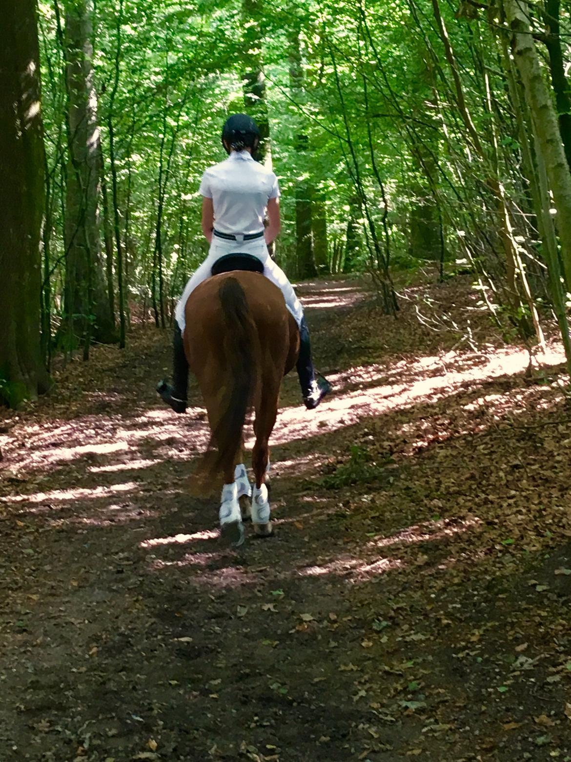 Tysk Sportspony Cognac - Vi skridtede af i skoven efter stævne :-D billede 2