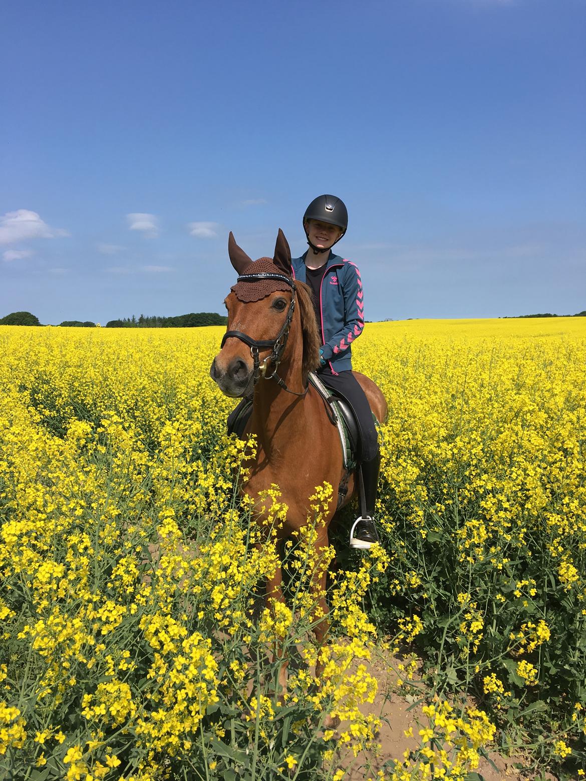 Tysk Sportspony Cognac - Forår og rapsmarker med min skønne Conny pony billede 3