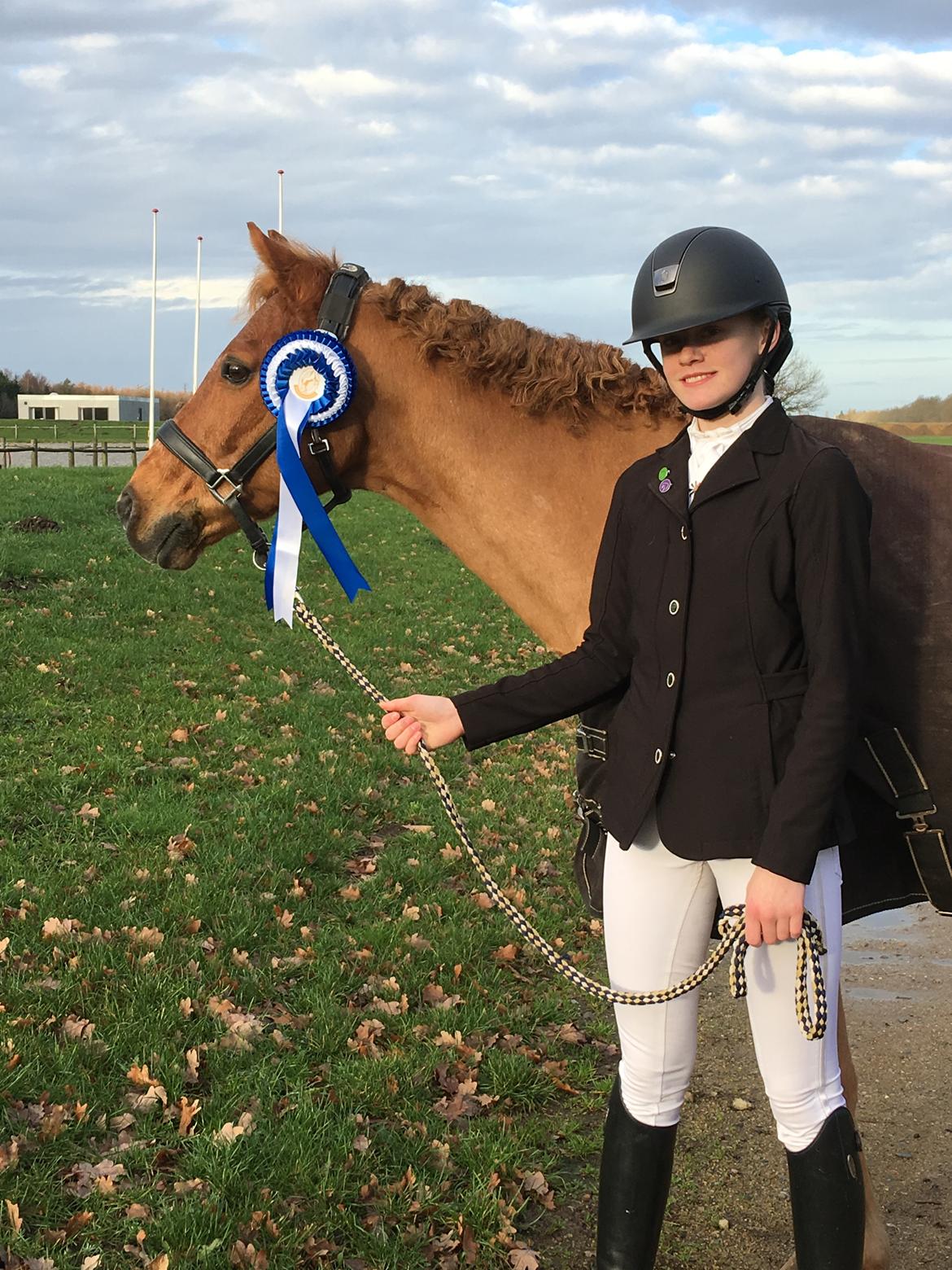 Tysk Sportspony Cognac - Conny fik lige øjet på noget der var meget mere spændende en kameraet billede 5