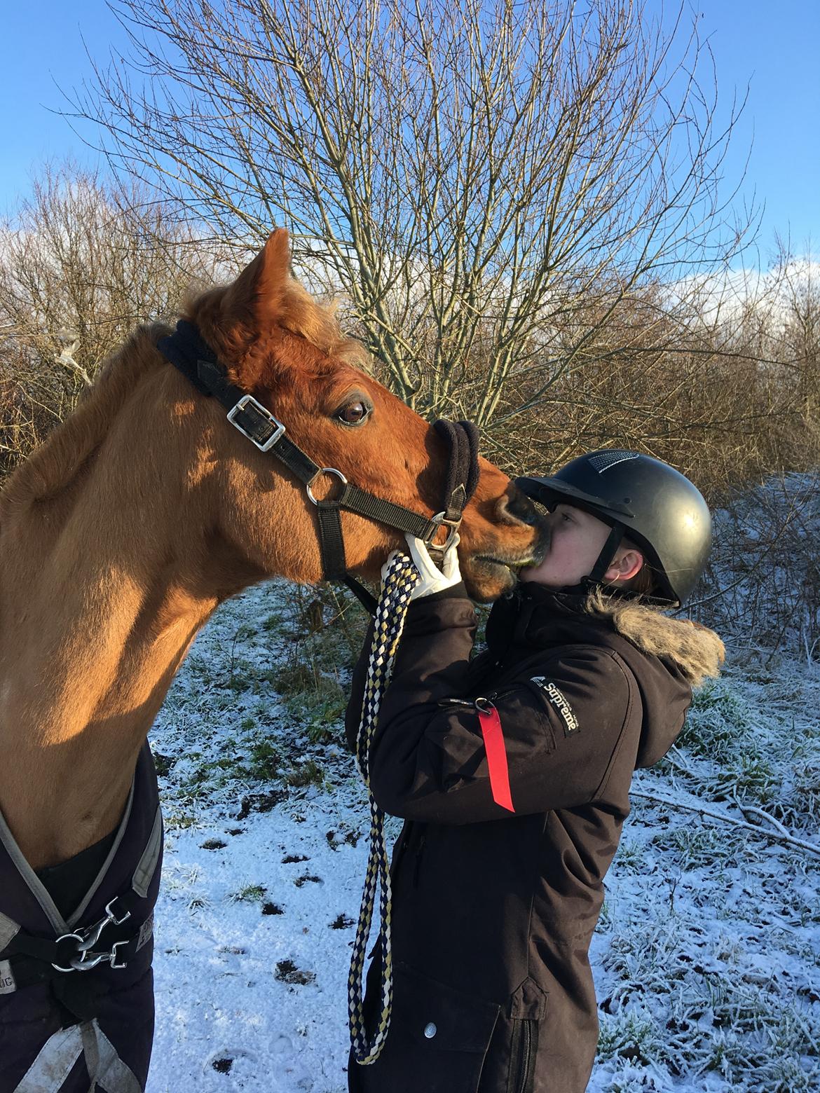 Tysk Sportspony Cognac - Han elsker at møsse!! billede 6