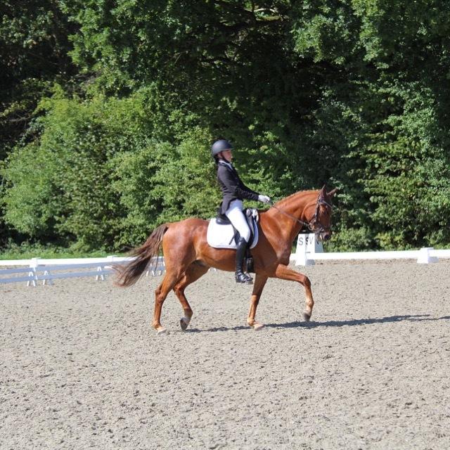 Tysk Sportspony Cognac billede 7