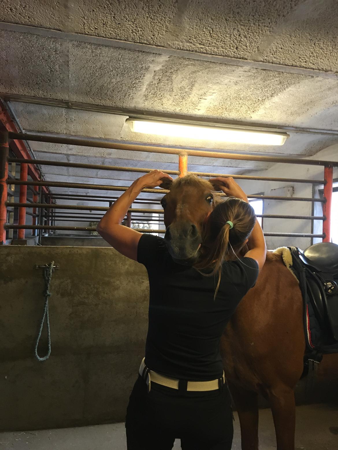 Tysk Sportspony Cognac - Han elsker at blive kløet i ørene, her af mor billede 8