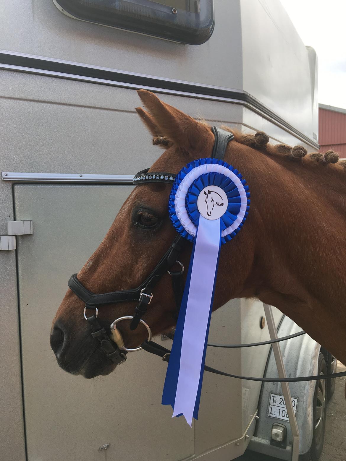 Tysk Sportspony Cognac - En smuk model Cognac ;-) billede 11