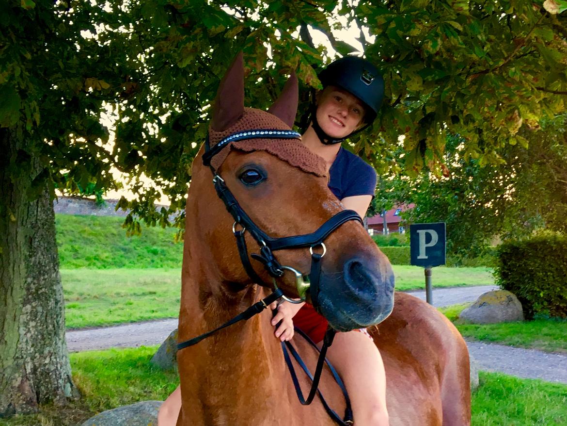 Tysk Sportspony Cognac - En dejlig sommer aften ved stranden billede 9