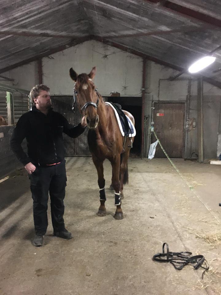 Dansk Varmblod Tusindfryd Himmelhest  billede 18