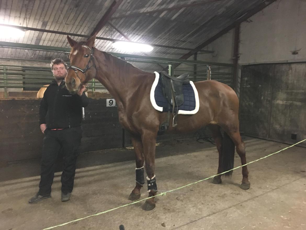 Dansk Varmblod Tusindfryd Himmelhest  billede 3