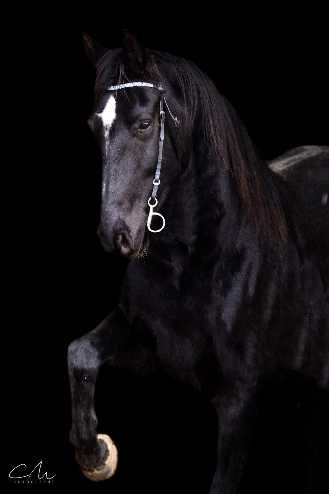 Dansk Varmblod ZACKO billede 6