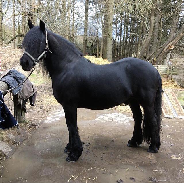 Fell pony - Hollyhouse Bracken (Bob) † billede 4