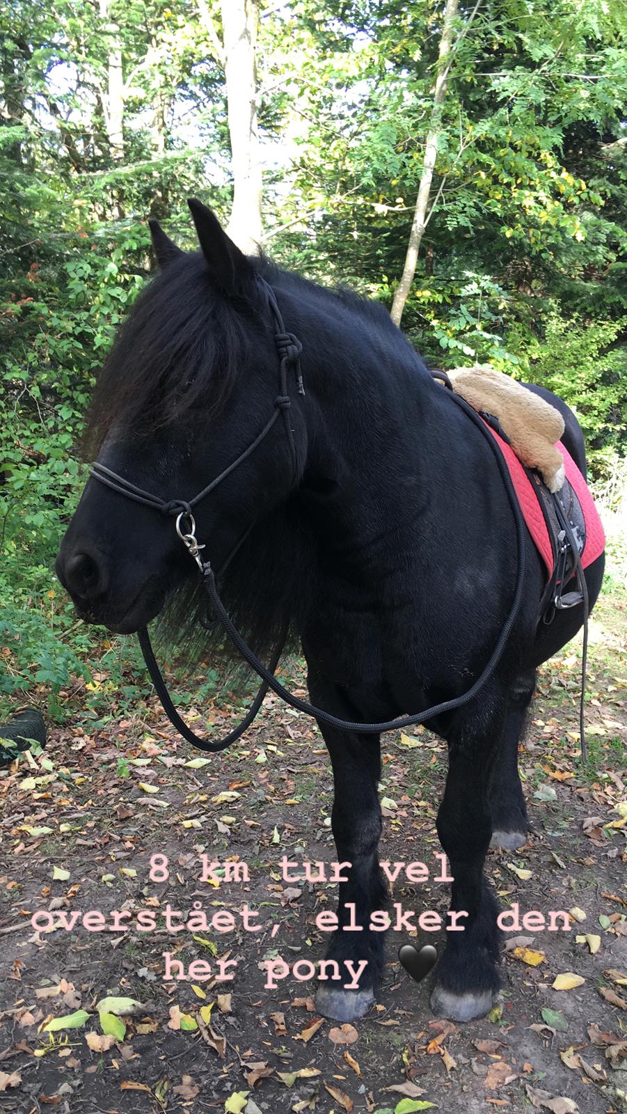 Fell pony - Hollyhouse Bracken (Bob) † billede 10