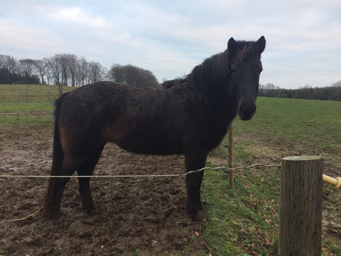 Islænder Blökk fra Langbæk *SOLGT* - 15/12 2018 billede 4