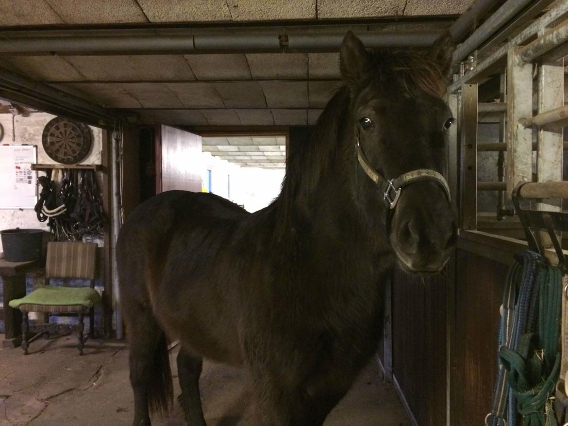 Islænder Blökk fra Langbæk *SOLGT* - Tak for kigget :D :) billede 20