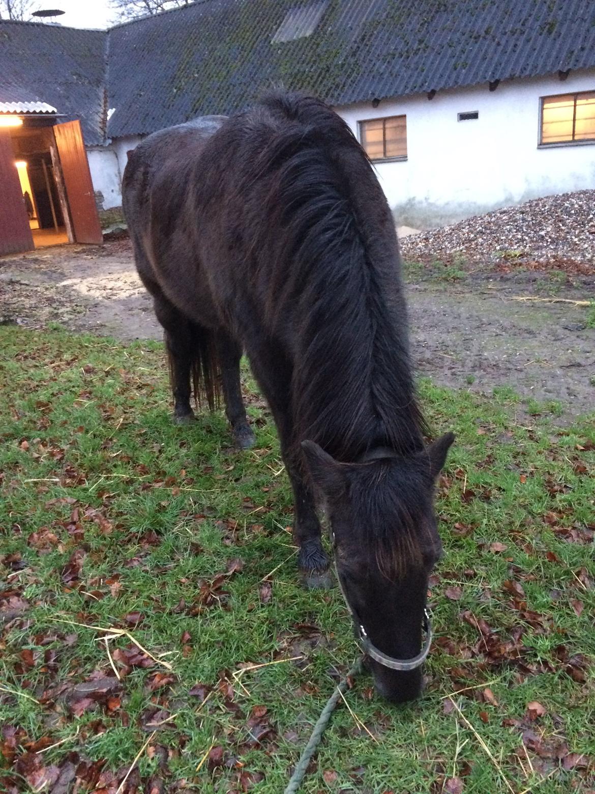 Islænder Blökk fra Langbæk *SOLGT* - Græsning med Blökk, 22/12 18 billede 6