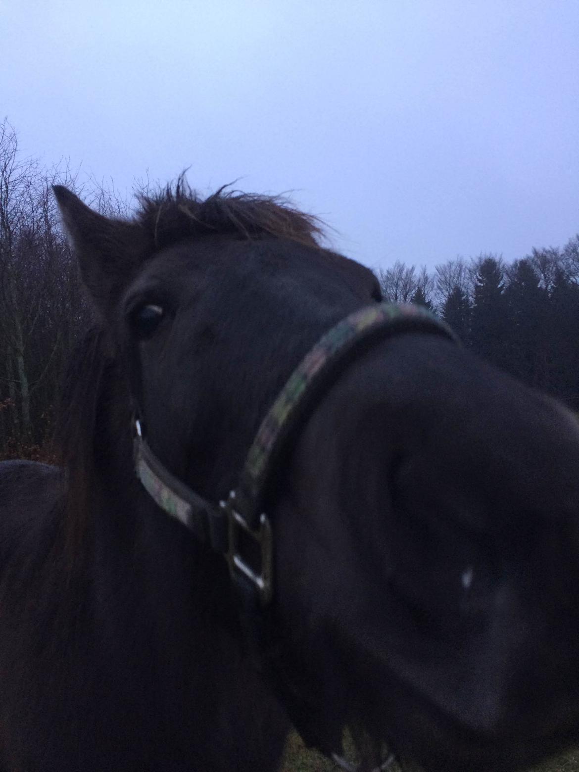 Islænder Blökk fra Langbæk *SOLGT* - Et typisk Blökk-billede :D billede 19