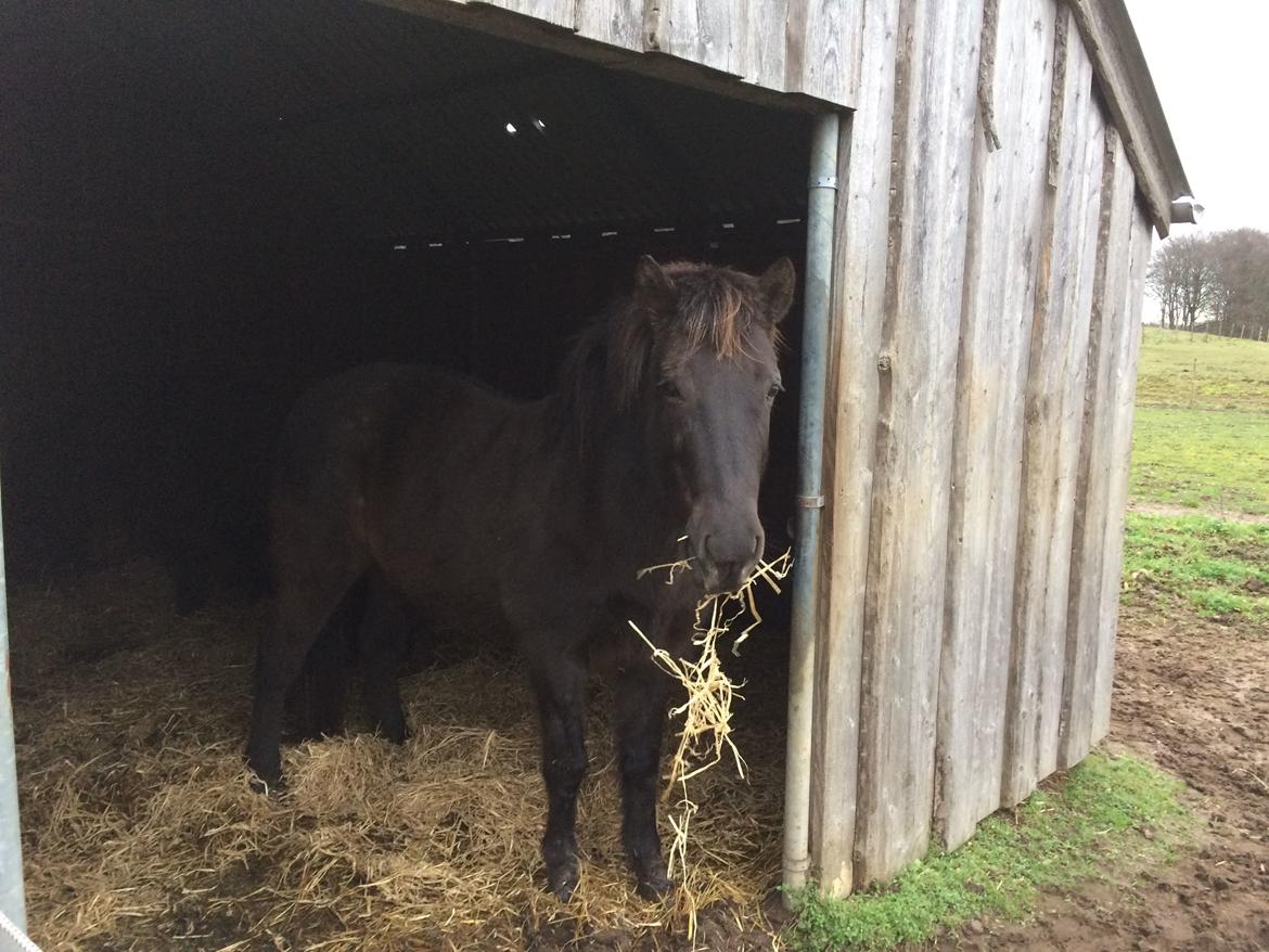 Islænder Blökk fra Langbæk *SOLGT* - Mmm halm ;) billede 7