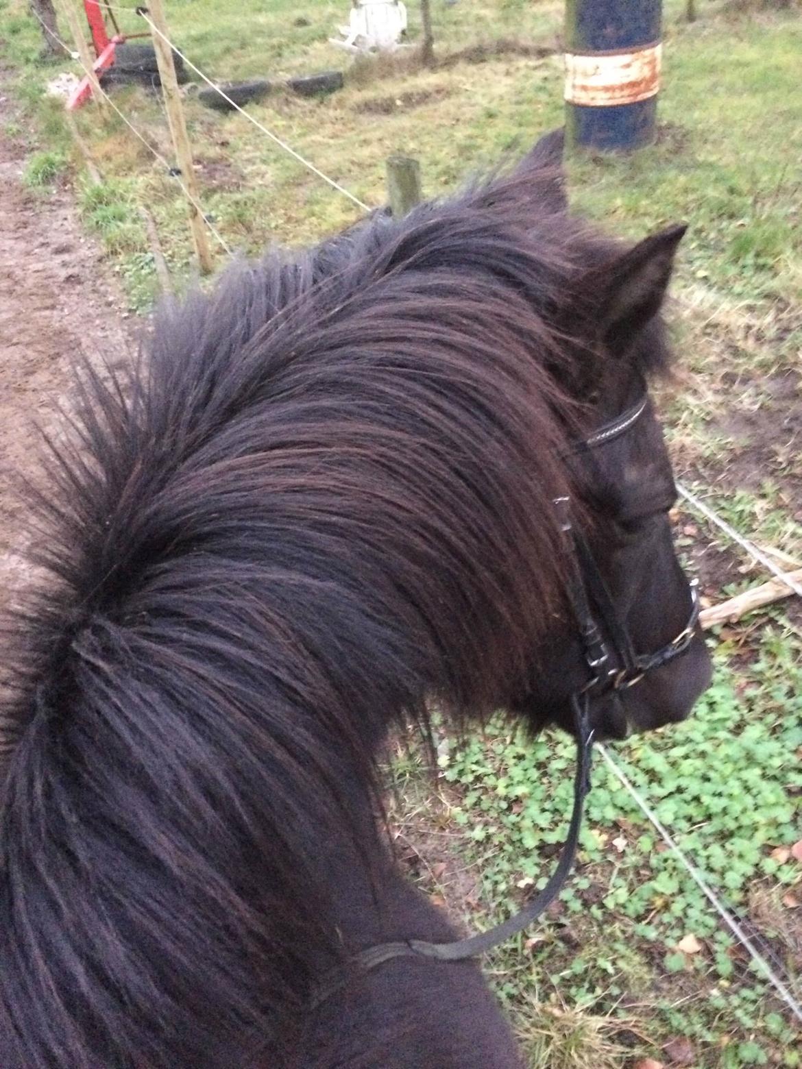Islænder Blökk fra Langbæk *SOLGT* - Første ridetur :) billede 9