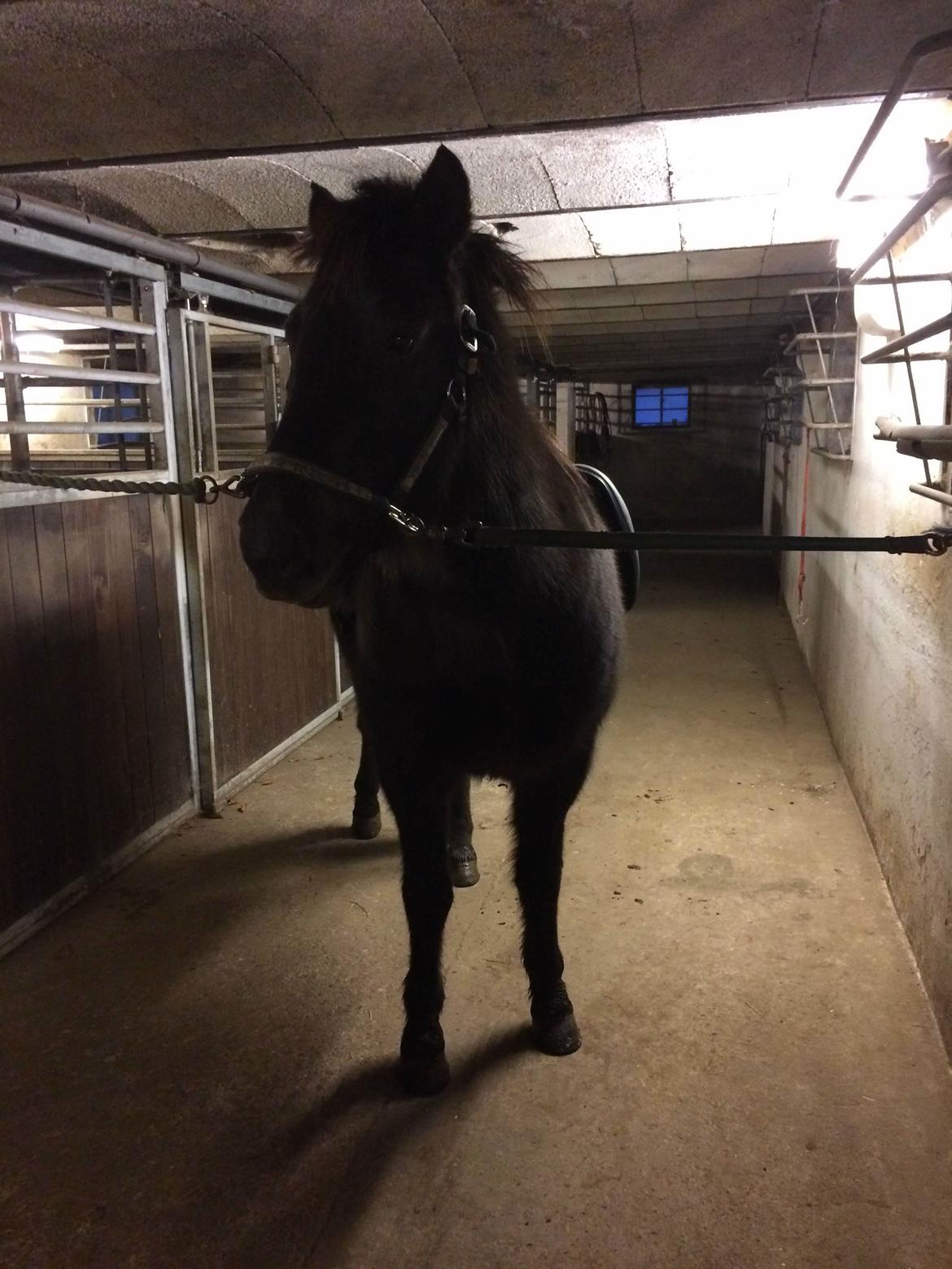 Islænder Blökk fra Langbæk *SOLGT* - Opsadling billede 11