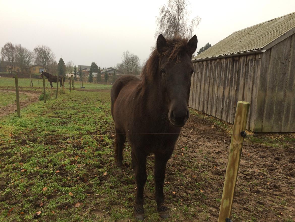 Islænder Blökk fra Langbæk *SOLGT* - Velkommen til Blökk's profil! :) billede 1
