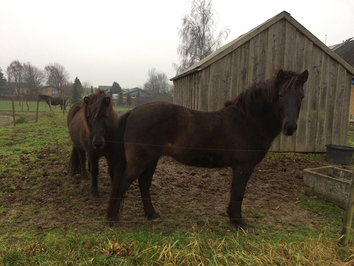 Islænder Blökk fra Langbæk *SOLGT* - På folden/løsdriften billede 10