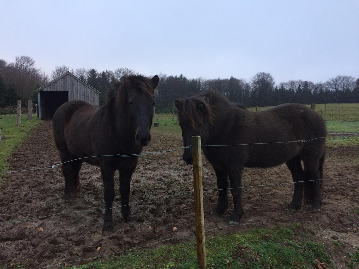 Islænder Blökk fra Langbæk *SOLGT* - 27/12 2018 billede 17