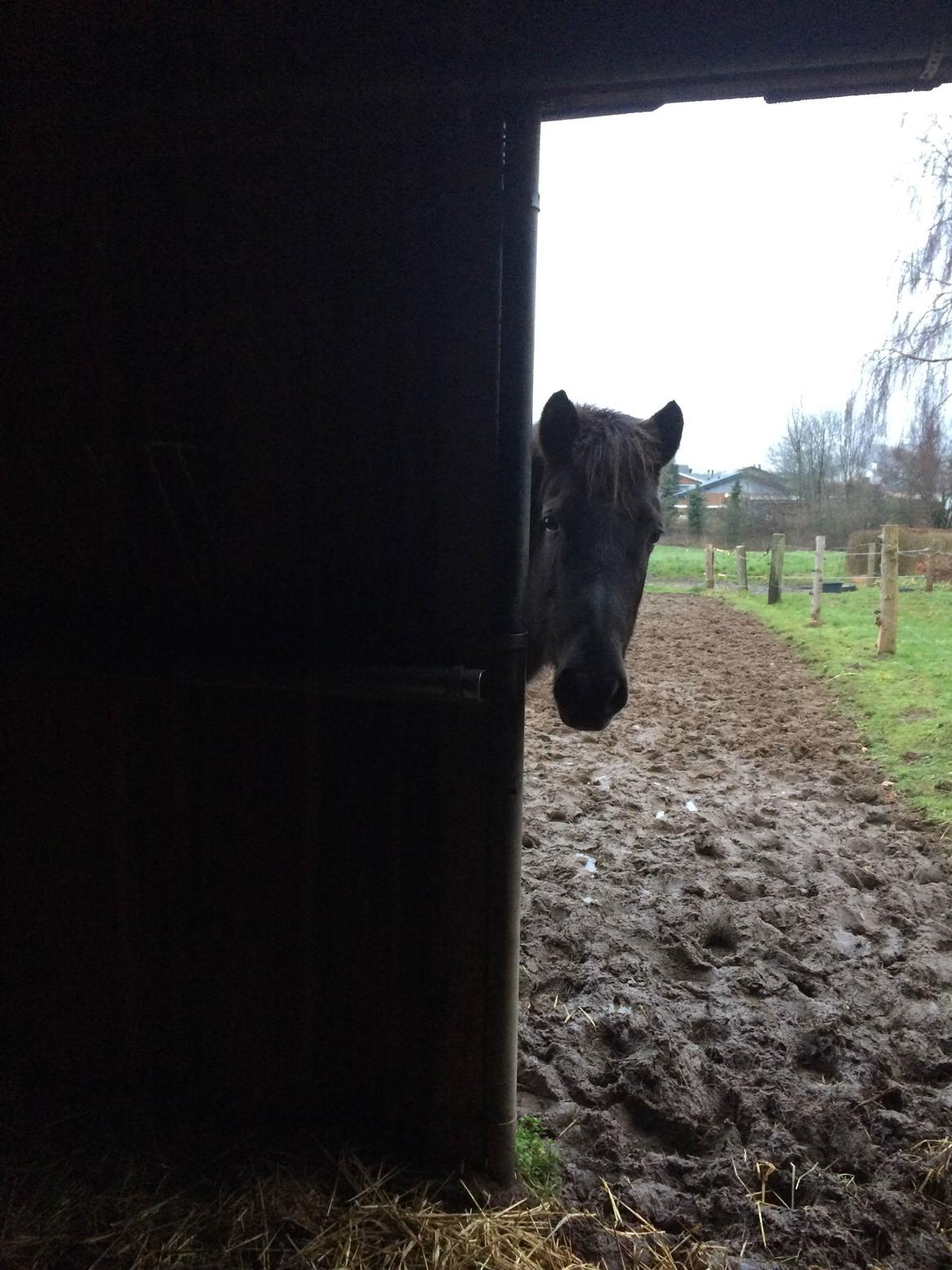 Islænder Blökk fra Langbæk *SOLGT* - Kuk kuk ;) :D billede 12