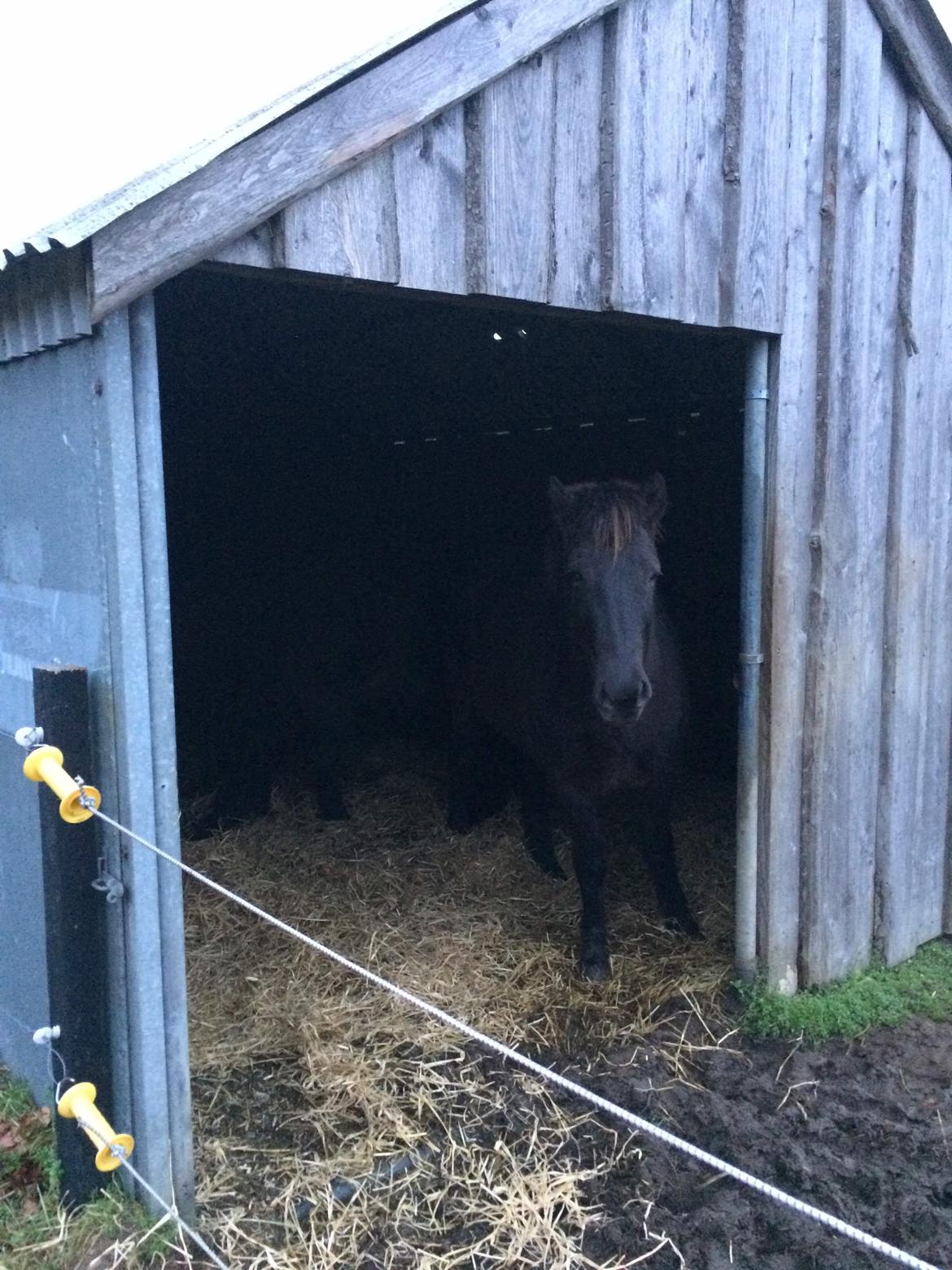 Islænder Blökk fra Langbæk *SOLGT* - I skuret :) billede 13