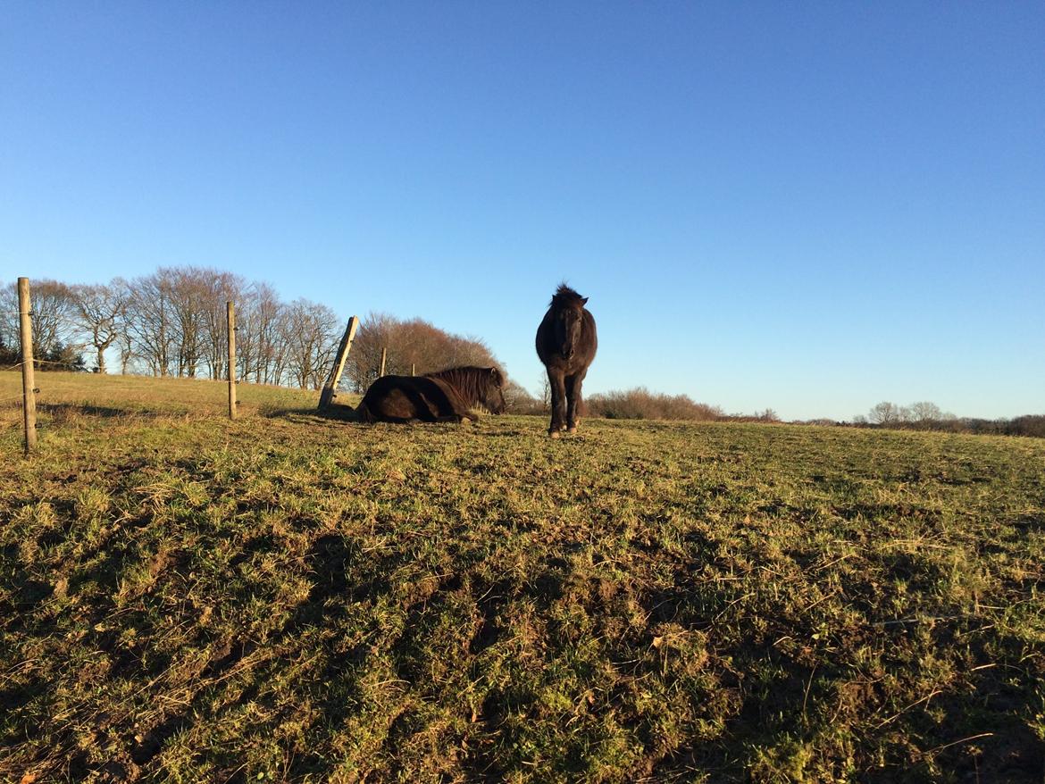 Islænder Blökk fra Langbæk *SOLGT* - Píla der ligger ned og Blökk står op billede 15
