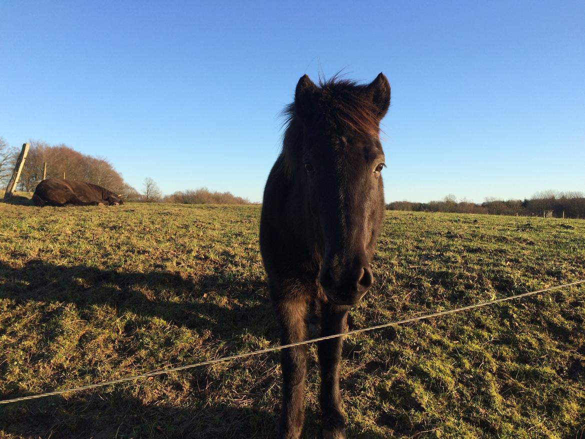 Islænder Blökk fra Langbæk *SOLGT* - Píla ligger ned og Blökk er nysgerrig :) billede 18