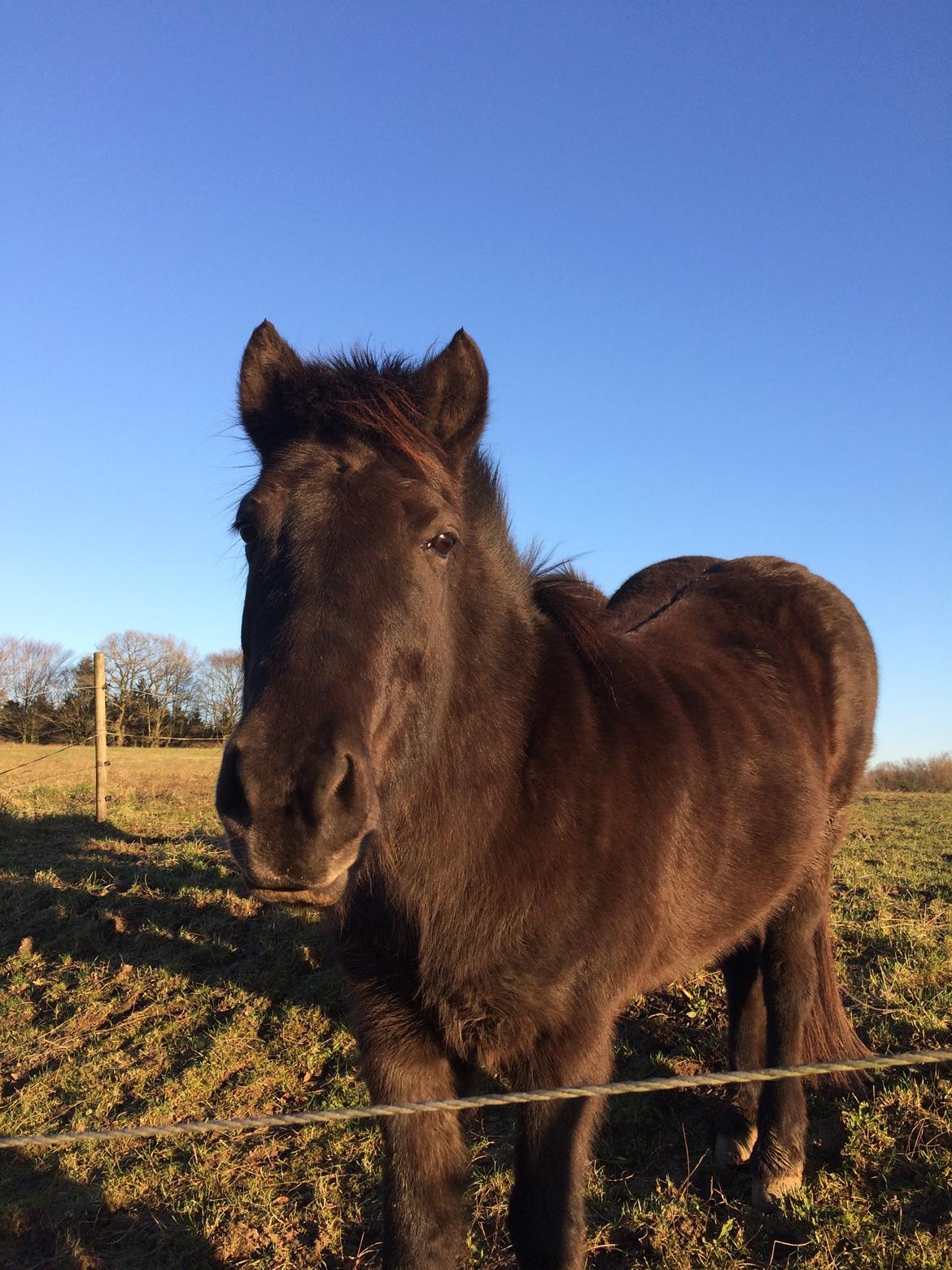 Islænder Blökk fra Langbæk *SOLGT* - En skøn dag i solen, 2/1 19 billede 14