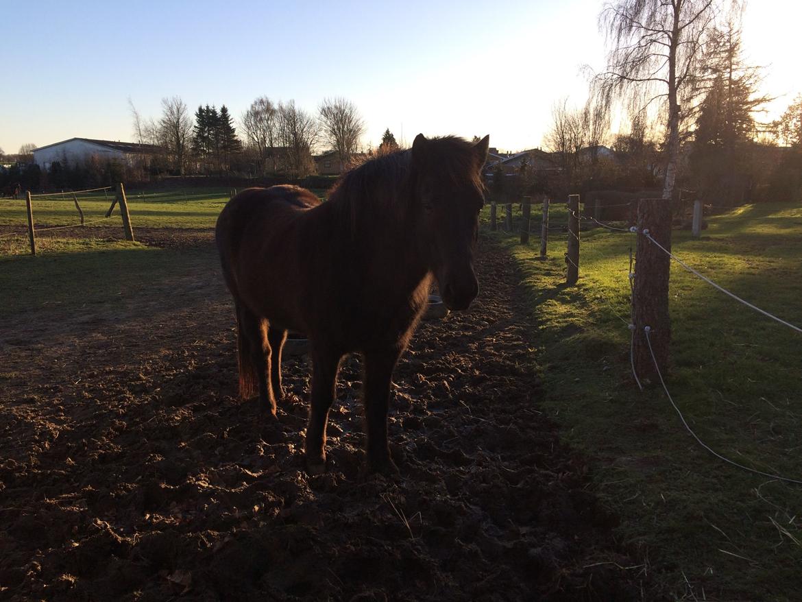 Islænder Blökk fra Langbæk *SOLGT* - I aftensolen billede 16
