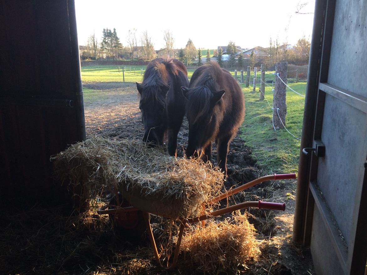 Islænder Blökk fra Langbæk *SOLGT* - De kan ikke vente til det bliver lagt i skuret xD Blökk tv & Píla th billede 8