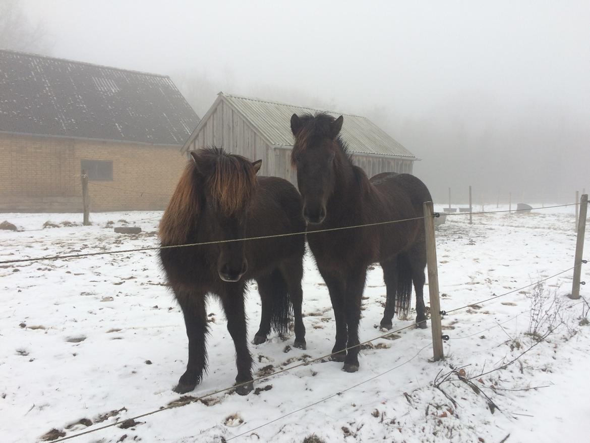 Islænder Blökk fra Langbæk *SOLGT* - Mar 18, Píla tv & Blökk th billede 2