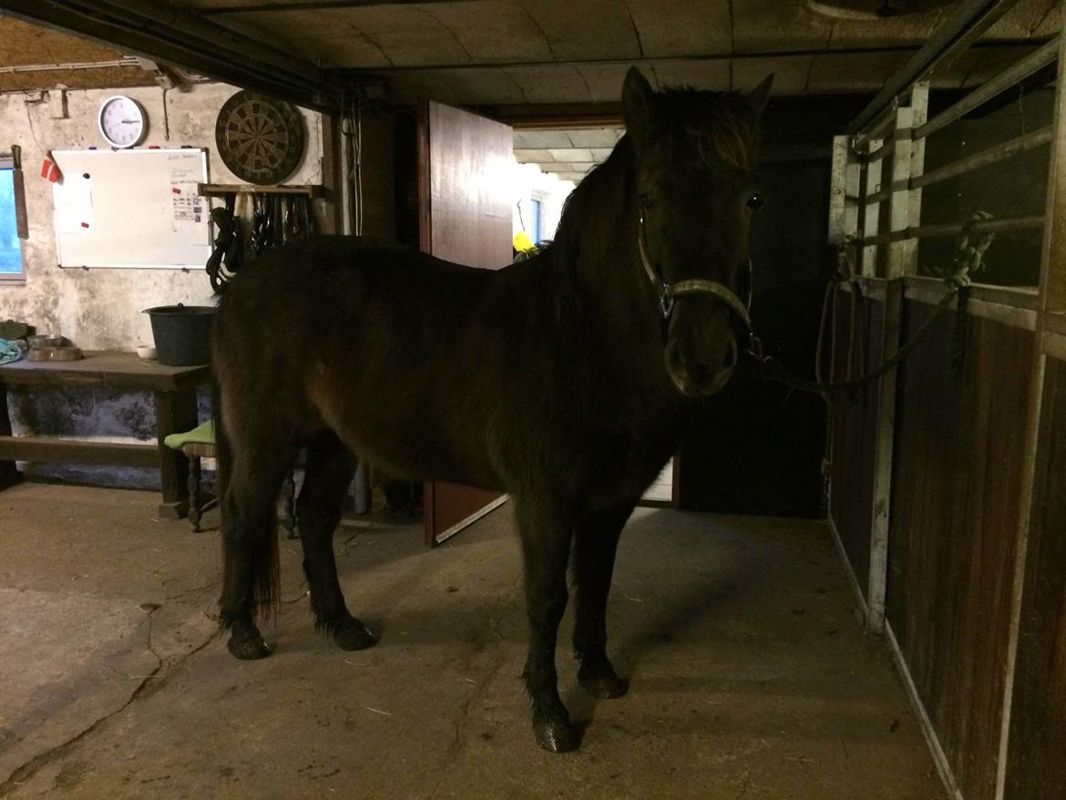 Islænder Blökk fra Langbæk *SOLGT* - I stalden billede 5