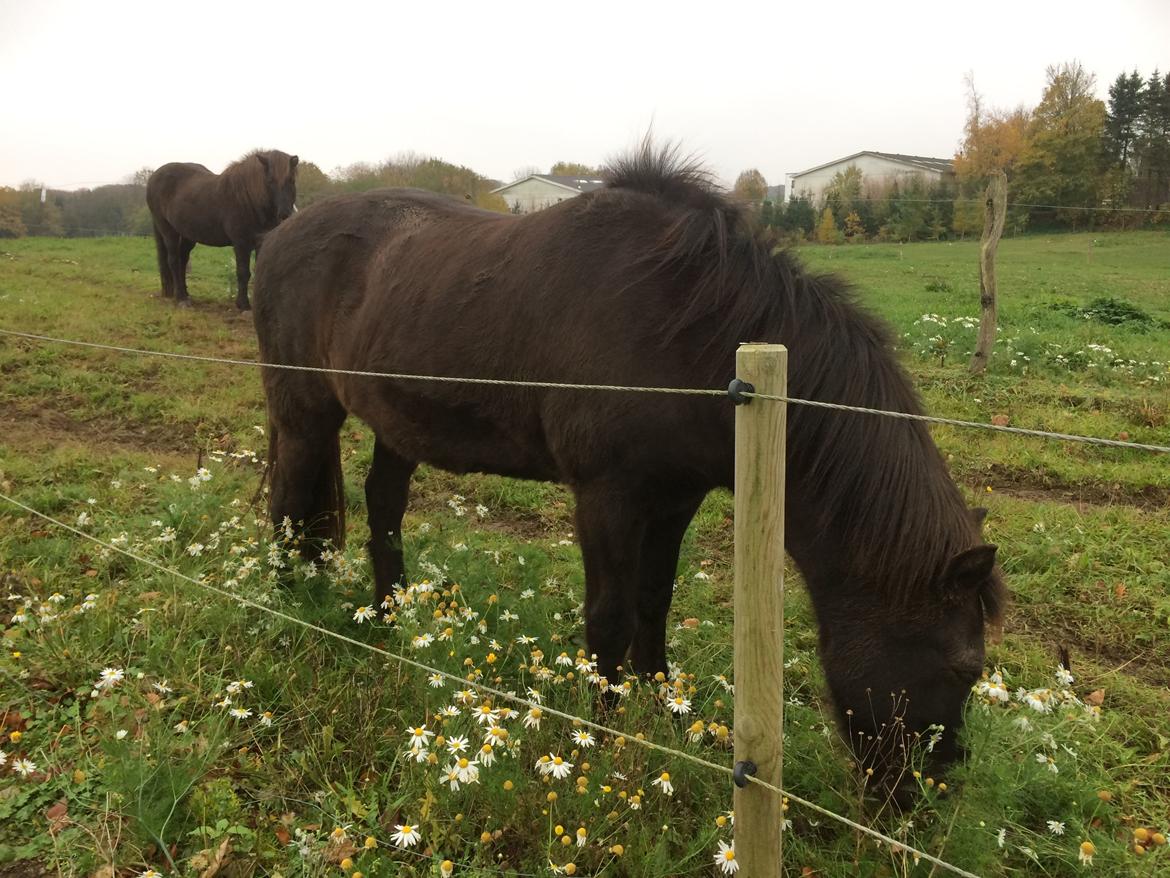 Islænder Blökk fra Langbæk *SOLGT* - Nov 18 billede 3
